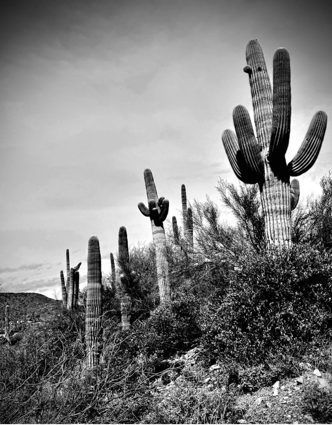 BW Cactus Black and white shot o cactus in desert.