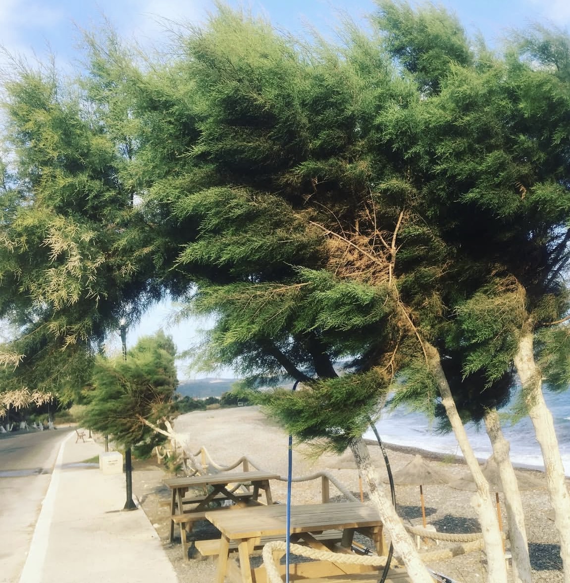 Windblown Trees on the Beach Trees blown by wind on the beach in a tropical locale.