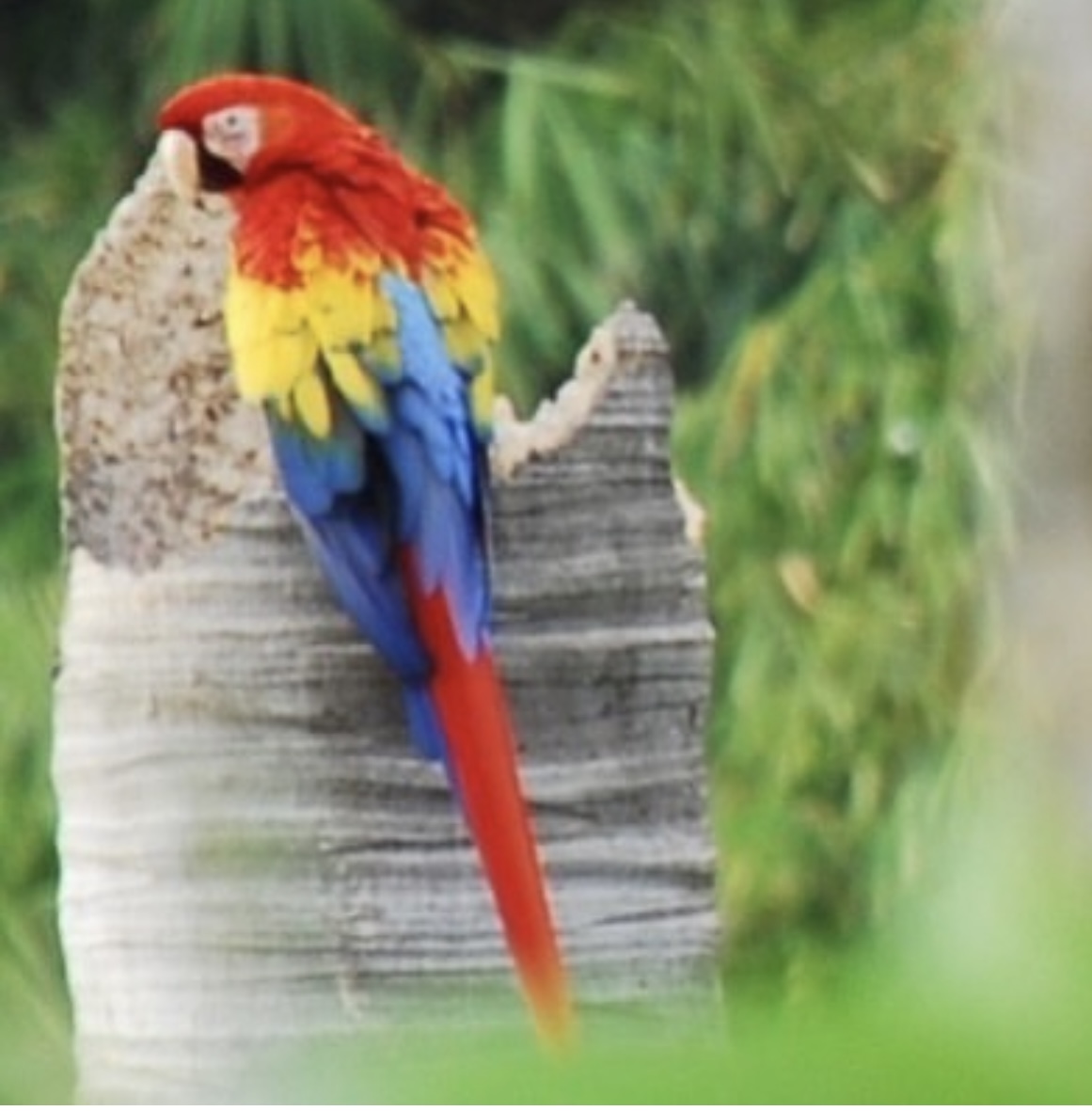 Parrot A parrot perched on a tree in a tropical setting