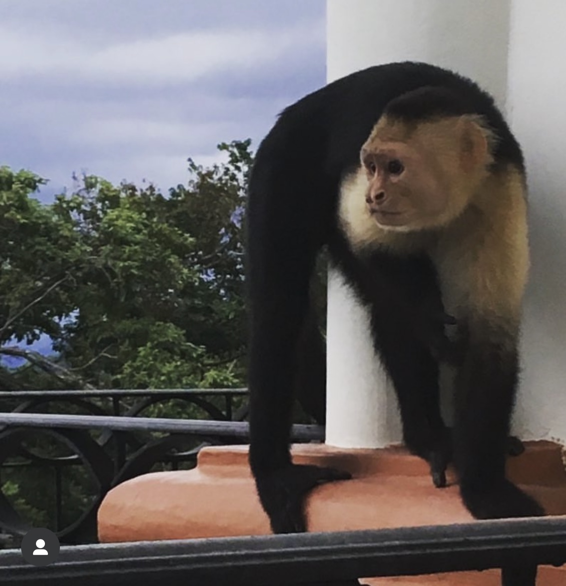 capuchin monkey A capuchin monkey on the railing of a seaside terrace.