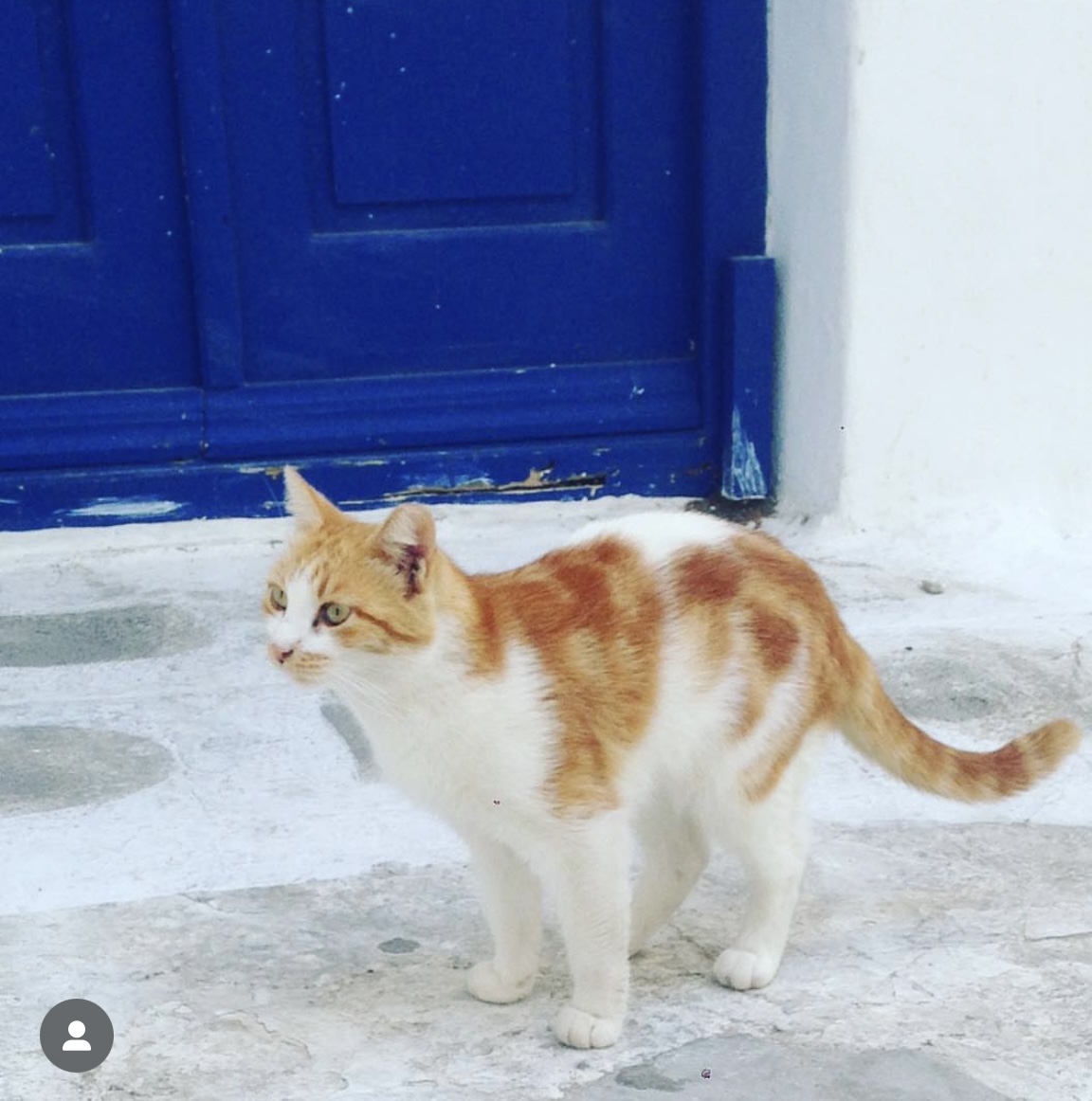 Grecian Cat A white car with orange spots standing in front of a white washed building with a bright blue door in Greece.